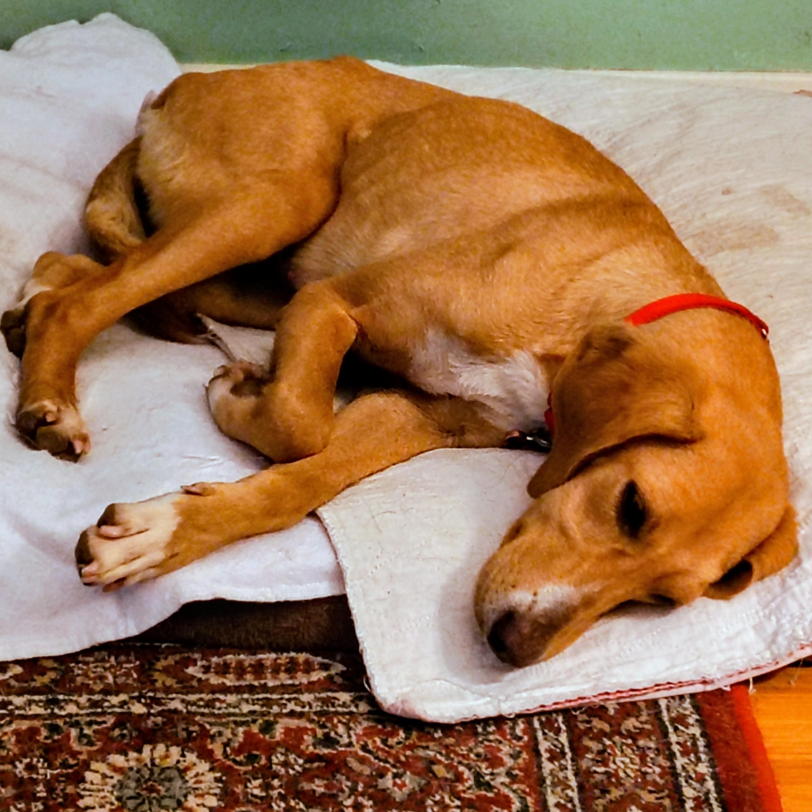 Enlarge Ginger, a Adoptable mixed breed in Terrace Park, OH image 3/5