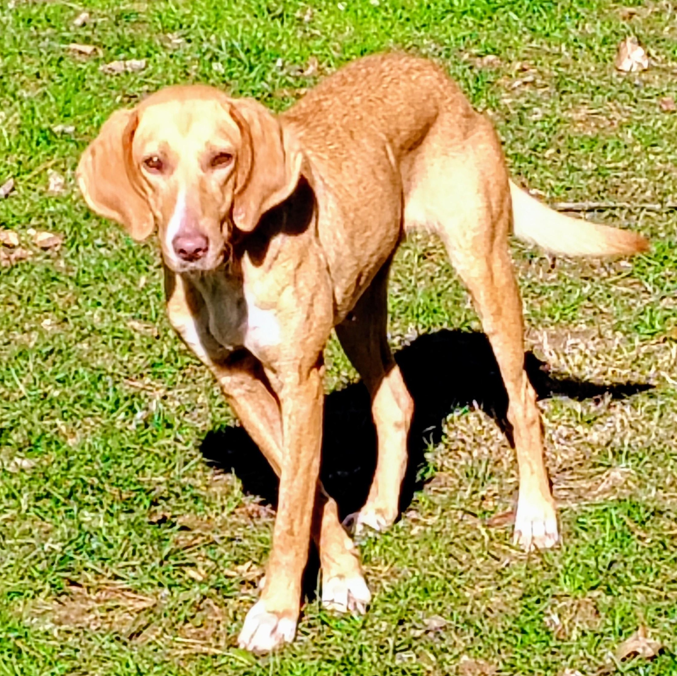 Enlarge Ginger, a Adoptable mixed breed in Terrace Park, OH image 2/5