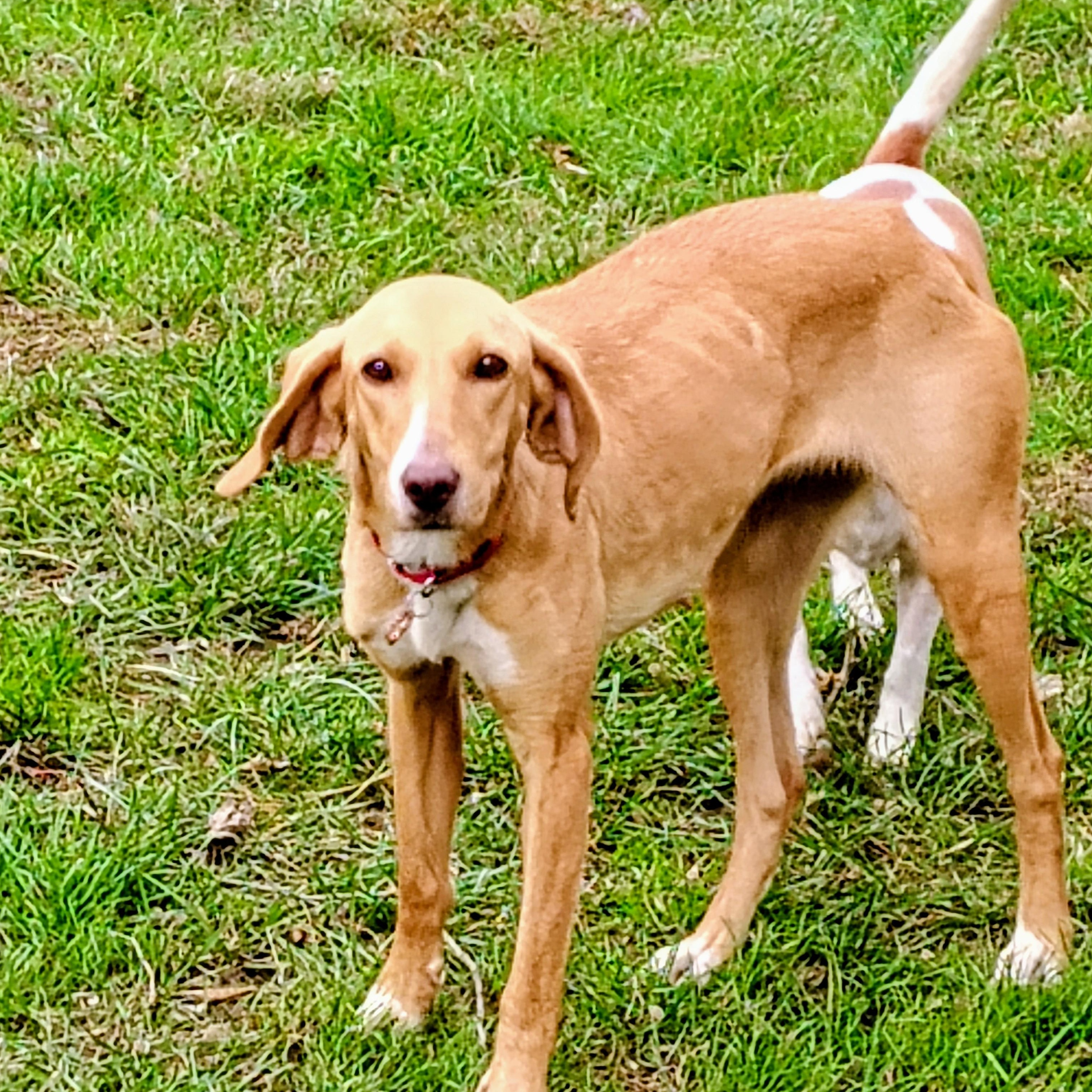 Enlarge Ginger, a Adoptable mixed breed in Terrace Park, OH image 4/5
