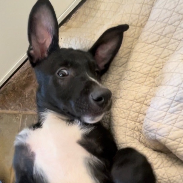 Dog for adoption Black Bear, a Mixed Breed in Guilford, CT Petfinder