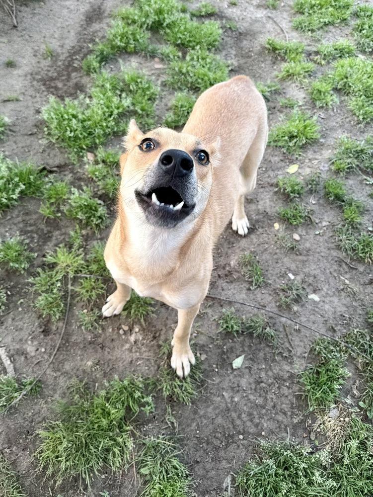Enlarge Cindy, a Adoptable mixed breed in Boston, MA image 1/6