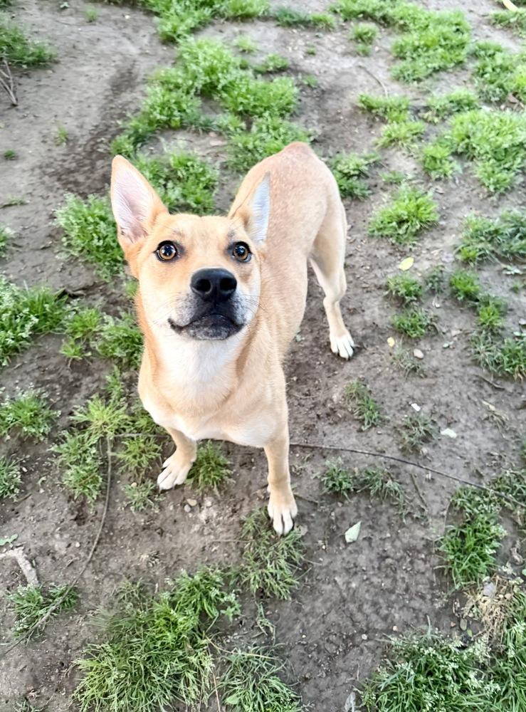 Enlarge Cindy, a Adoptable mixed breed in Boston, MA image 3/6