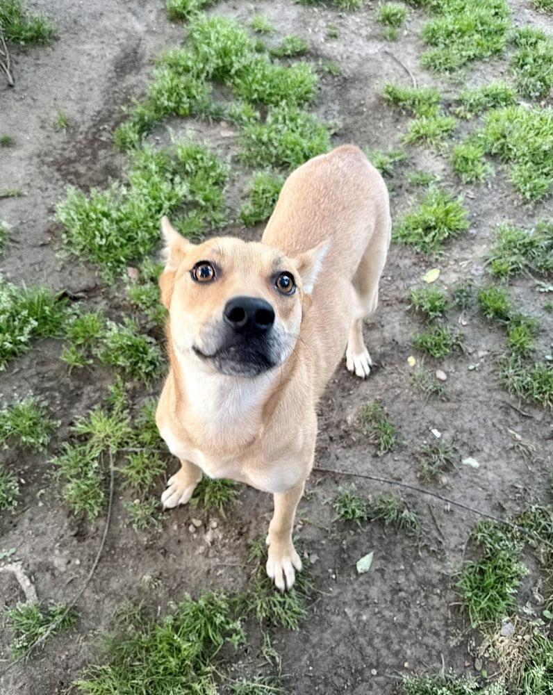 Enlarge Cindy, a Adoptable mixed breed in Boston, MA image 4/6