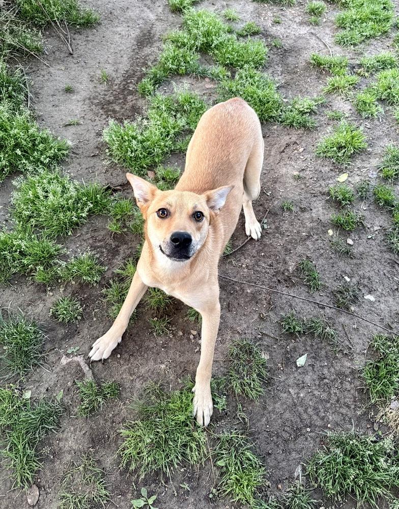 Enlarge Cindy, a Adoptable mixed breed in Boston, MA image 5/6