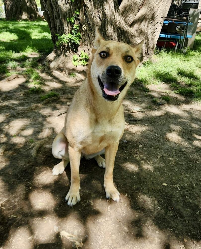 Enlarge Cindy, a Adoptable mixed breed in Boston, MA image 6/6