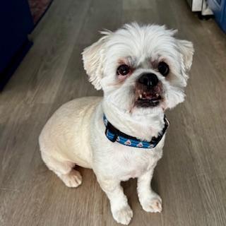 Enlarge MOCHI, a Adopted mixed breed in Santa Monica, CA image 1/3