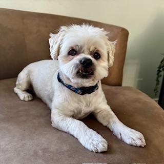 Enlarge MOCHI, a Adopted mixed breed in Santa Monica, CA image 2/3