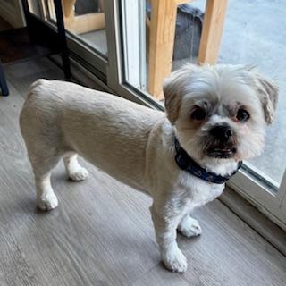 Enlarge MOCHI, a Adopted mixed breed in Santa Monica, CA image 3/3