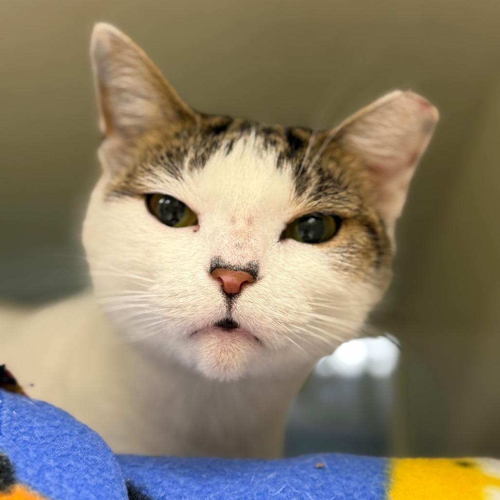 Enlarge Caroline Forbes (Petco), a Adoptable Domestic Short Hair in West Olive, MI image 1/6