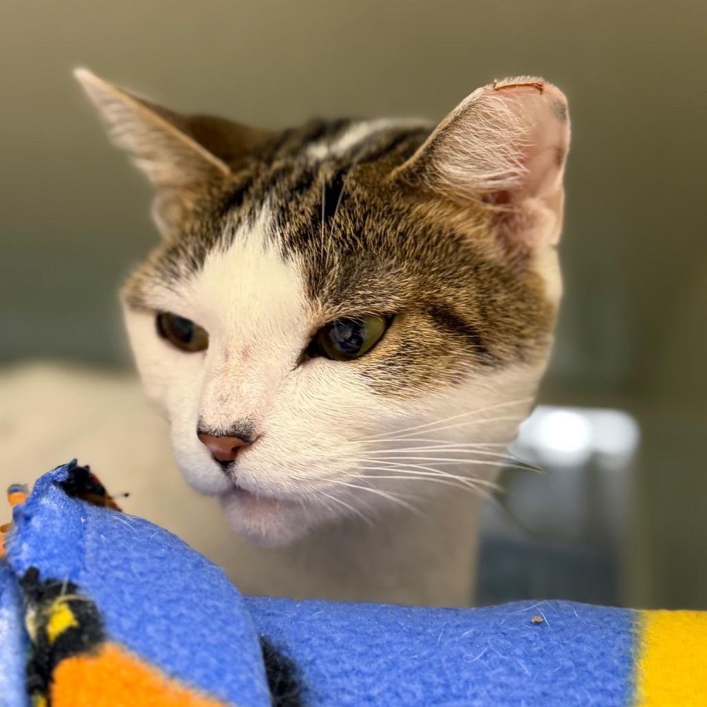 Enlarge Caroline Forbes (Petco), a Adoptable Domestic Short Hair in West Olive, MI image 2/6