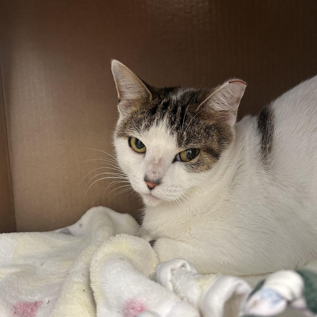 Enlarge Caroline Forbes (Petco), a Adoptable Domestic Short Hair in West Olive, MI image 3/6