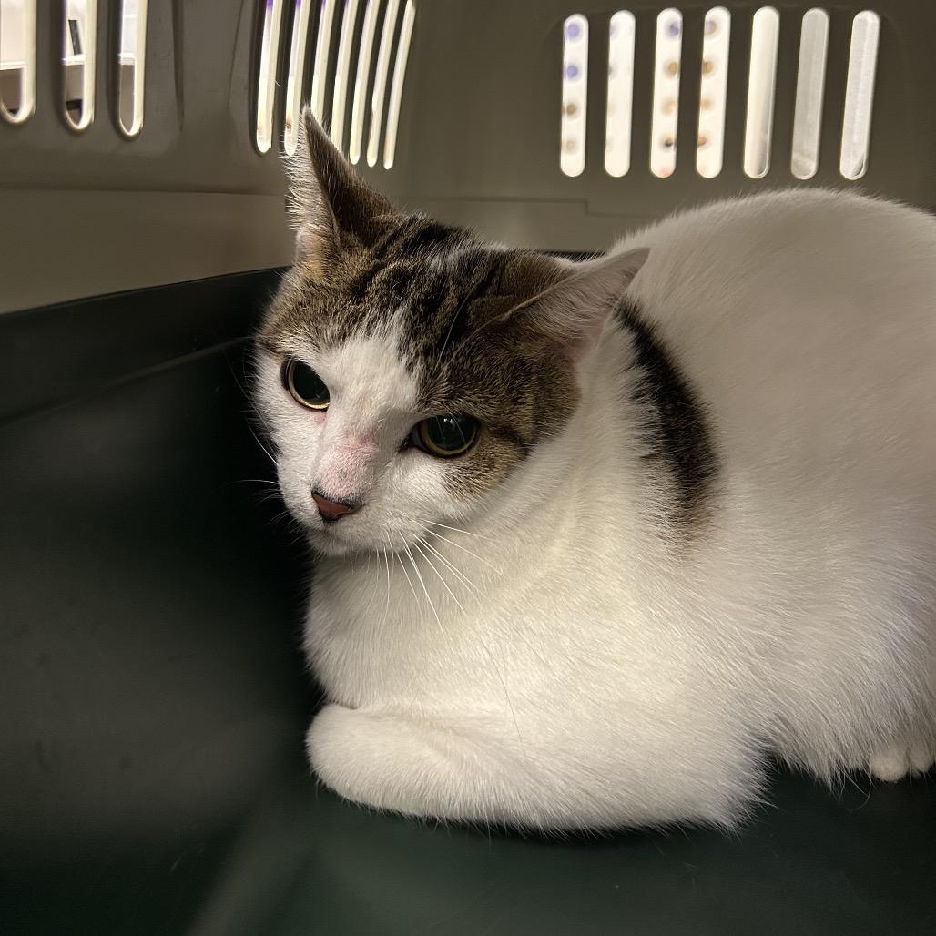 Enlarge Caroline Forbes (Petco), a Adoptable Domestic Short Hair in West Olive, MI image 4/6