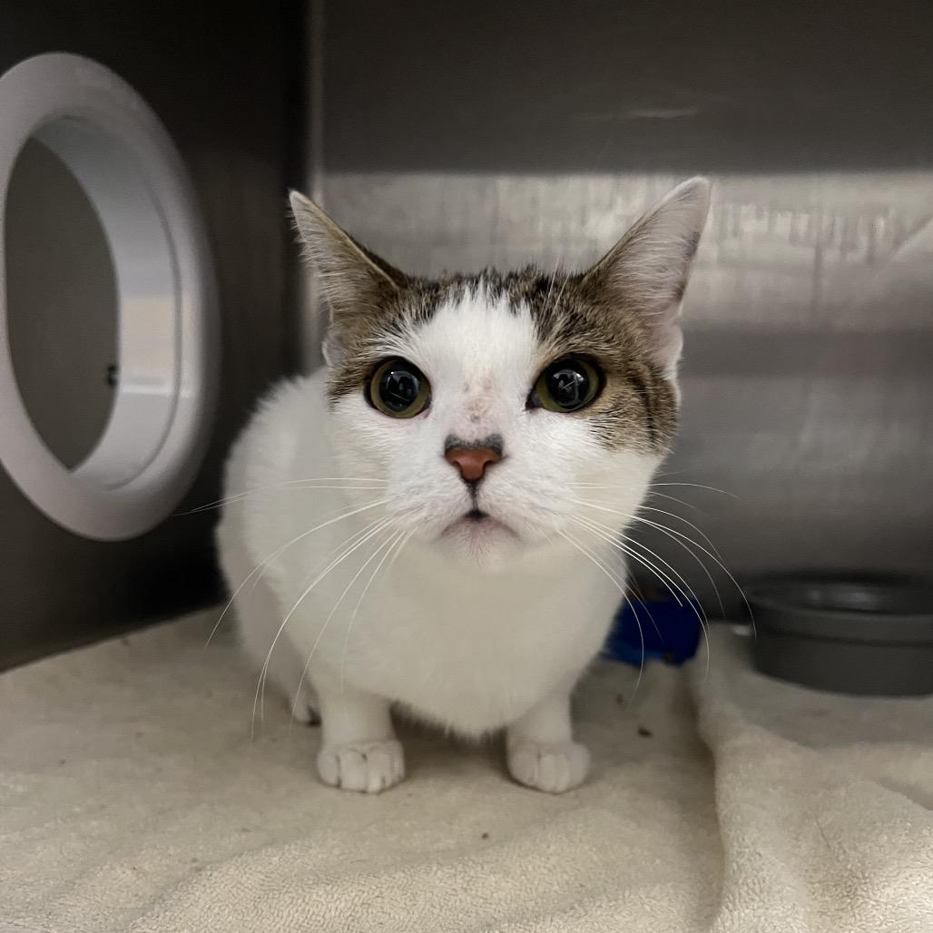 Enlarge Caroline Forbes (Petco), a Adoptable Domestic Short Hair in West Olive, MI image 5/6