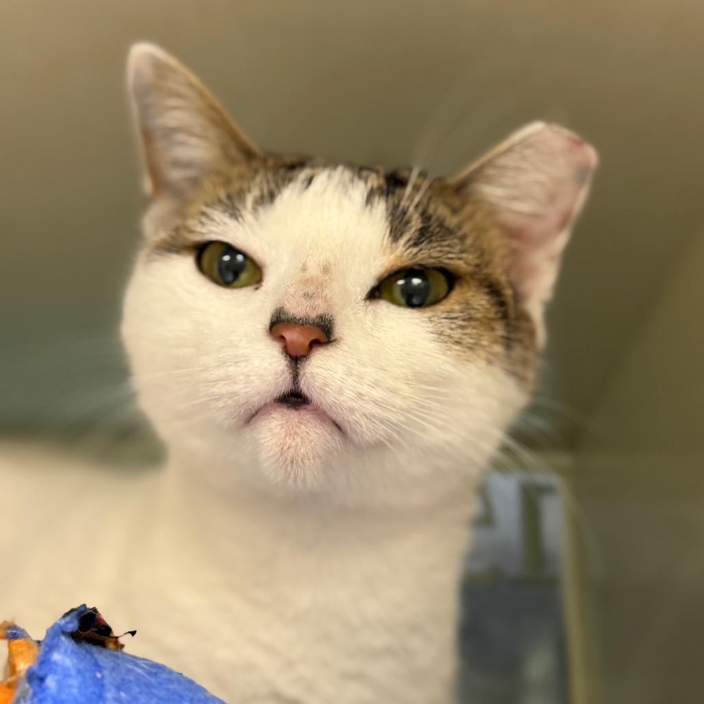 Enlarge Caroline Forbes (Petco), a Adoptable Domestic Short Hair in West Olive, MI image 6/6