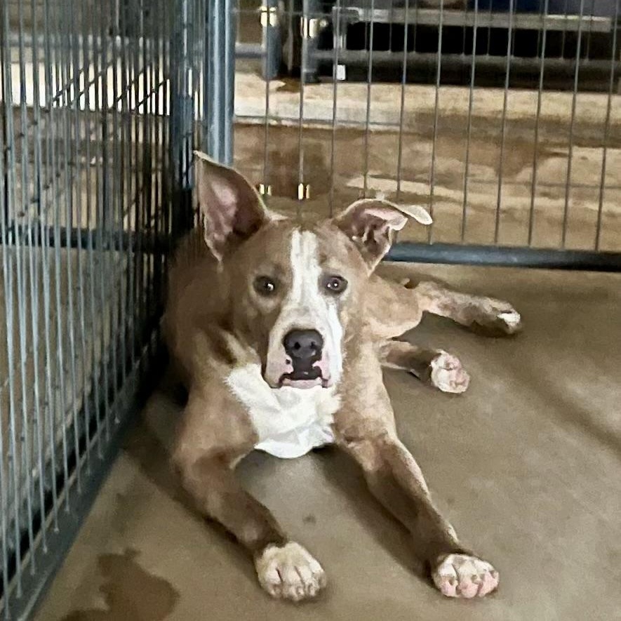 Enlarge Ike, an adoptable mixed breed in Brewton, AL image 5/6