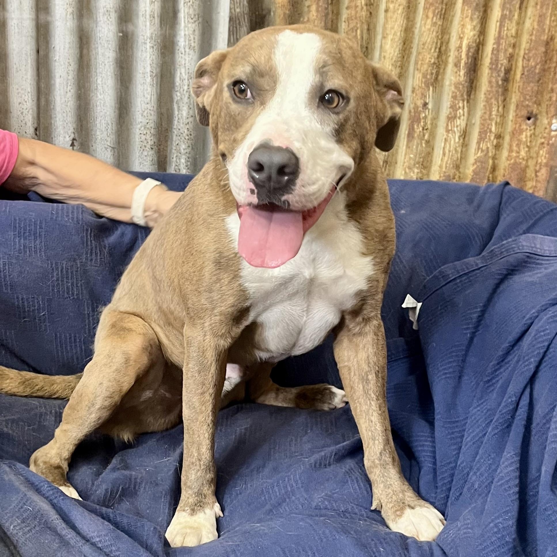 Enlarge Ike, an adoptable mixed breed in Brewton, AL image 4/6