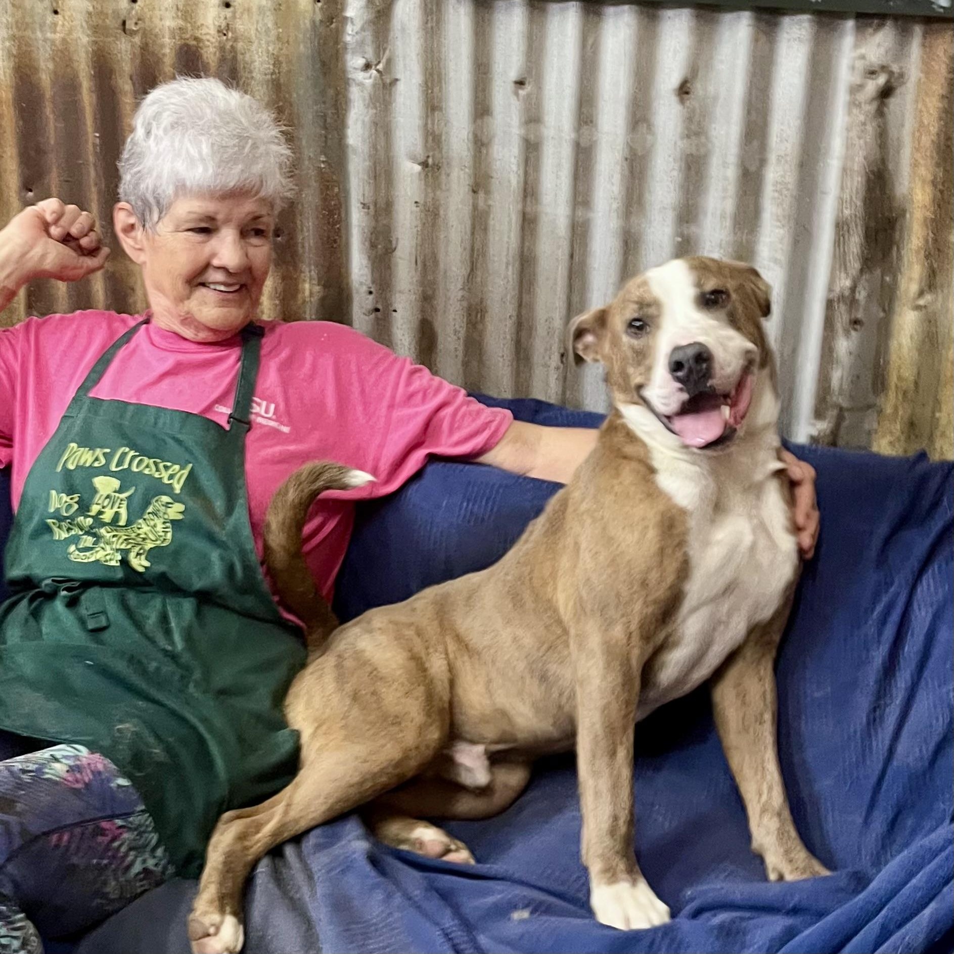 Enlarge Ike, an adoptable mixed breed in Brewton, AL image 6/6