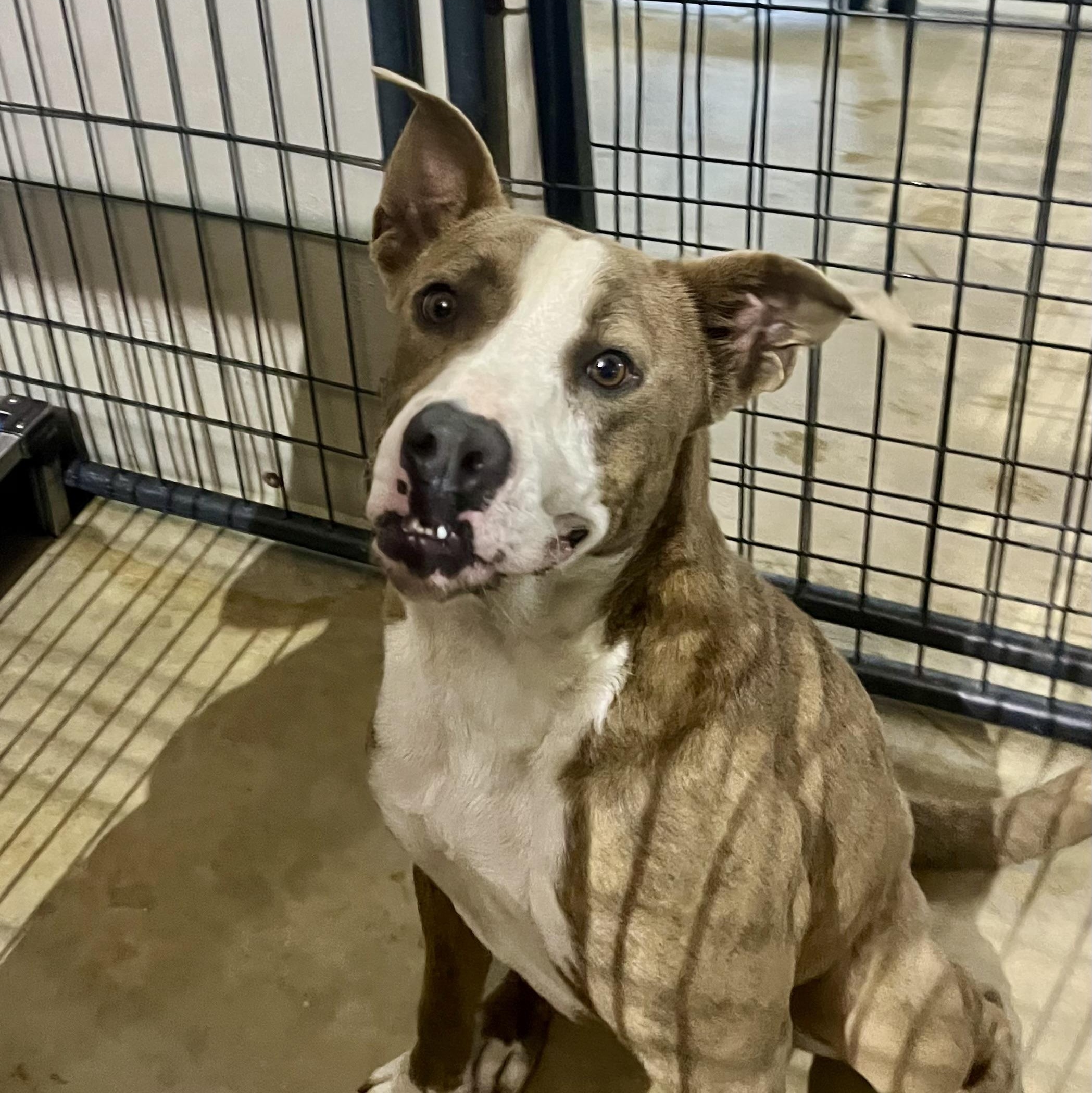 Ike, adoptable, Young Male Pit Bull Terrier.