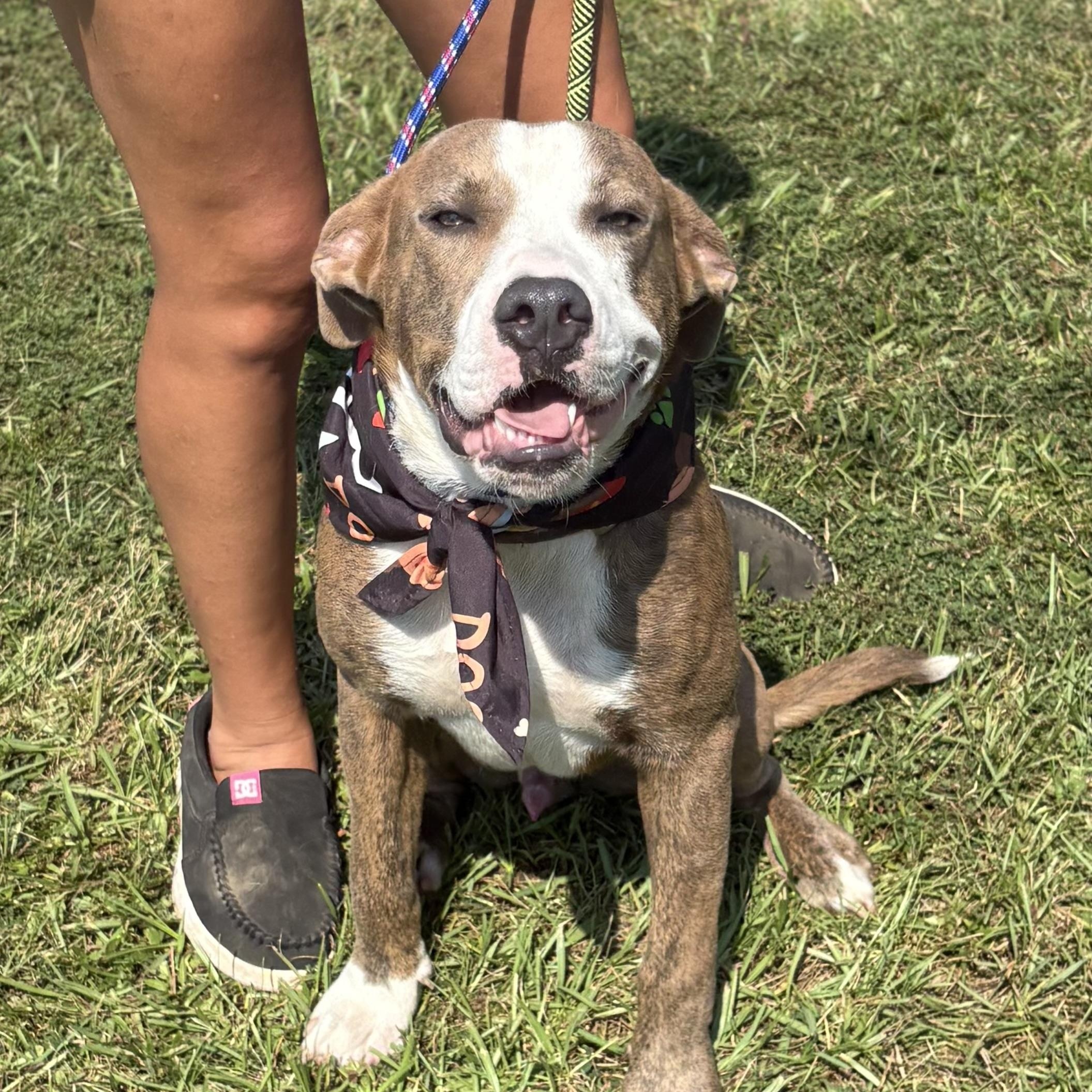 Enlarge Ike, an adoptable mixed breed in Brewton, AL image 2/6