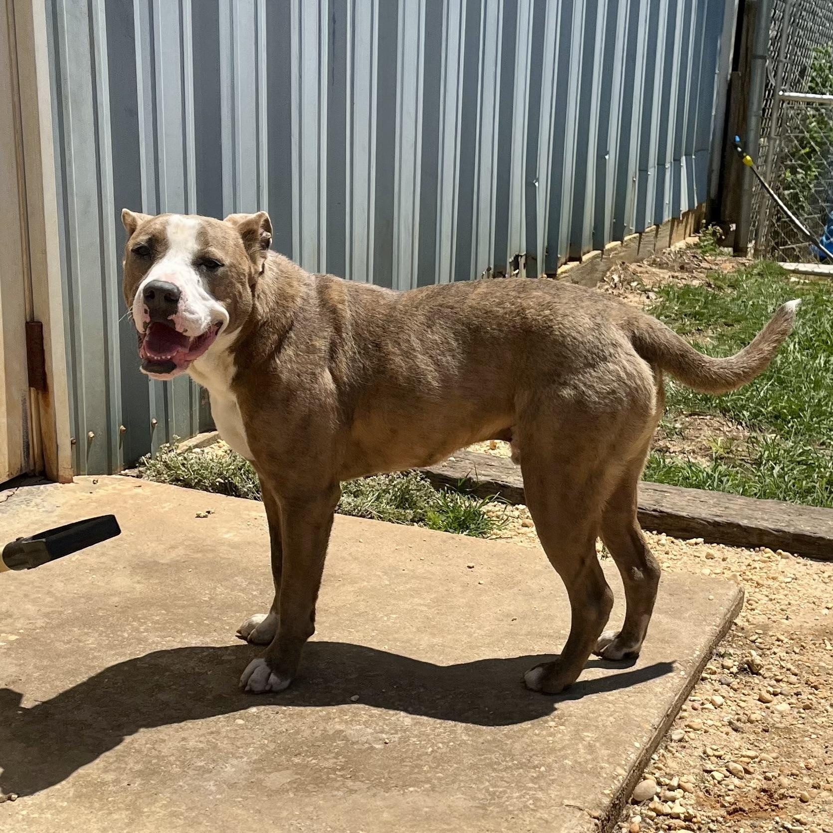 Enlarge Ike, an adoptable mixed breed in Brewton, AL image 3/6