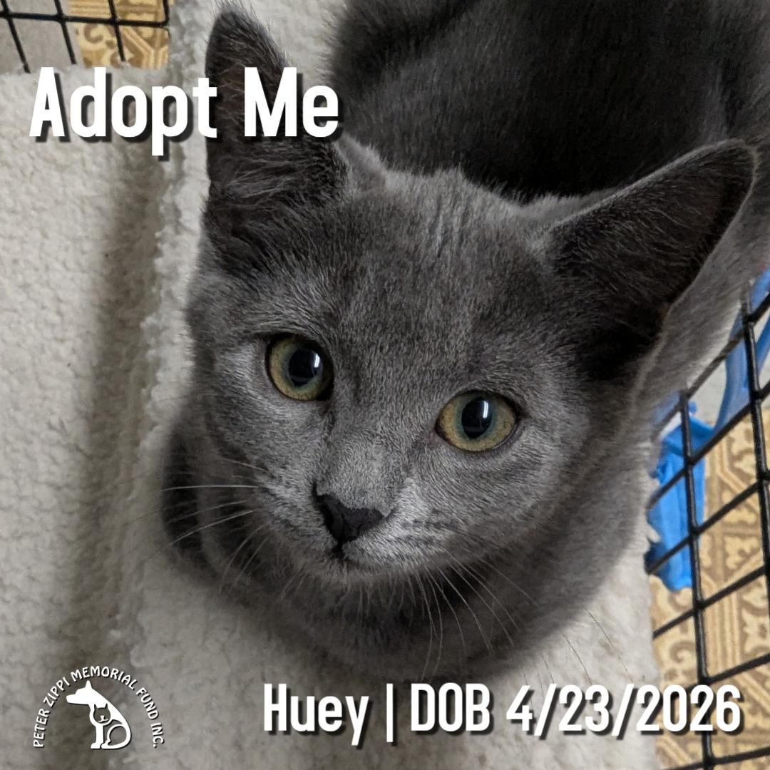 Huey, a ADOPTABLE mixed breed in Hermosa Beach, CA image 1/2