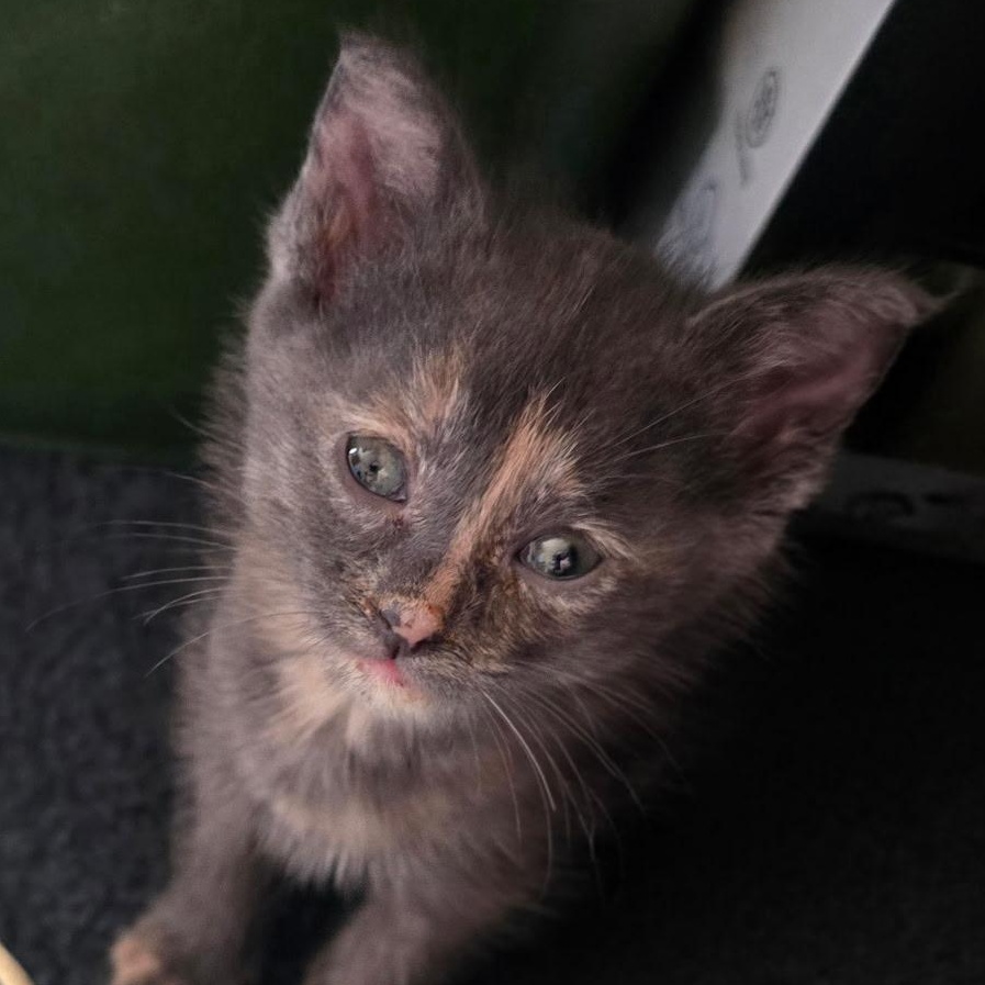Buttercup - Available Soon, ADOPTABLE, Kitten Female Domestic Short Hair.