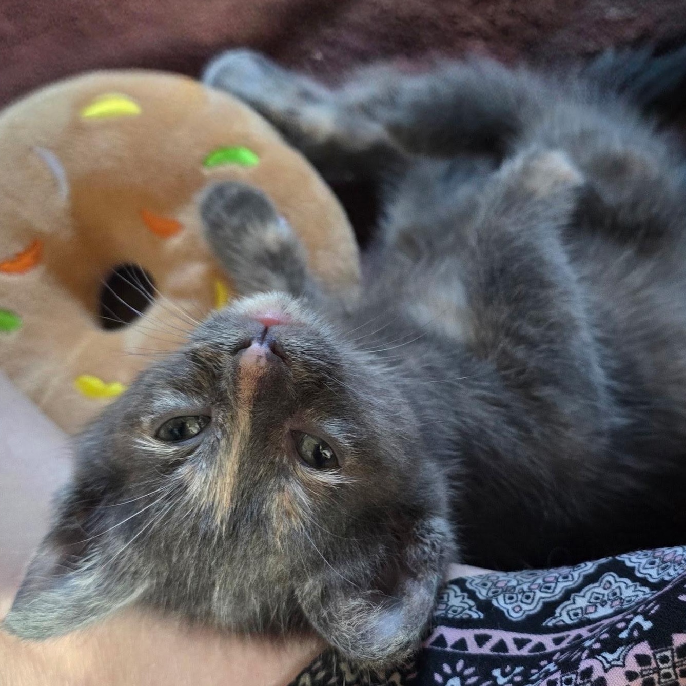 Buttercup - Available Soon, a ADOPTABLE Domestic Short Hair in Sauk City, WI image 2/3