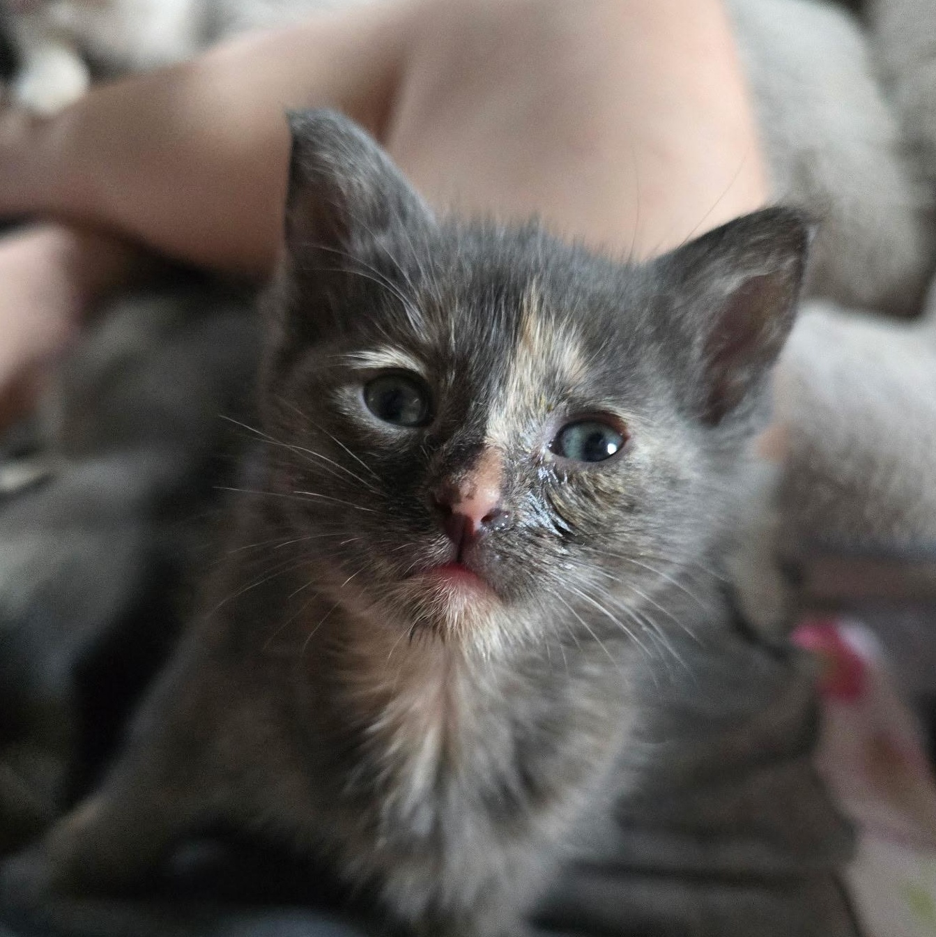 Buttercup - Available Soon, a ADOPTABLE Domestic Short Hair in Sauk City, WI image 3/3