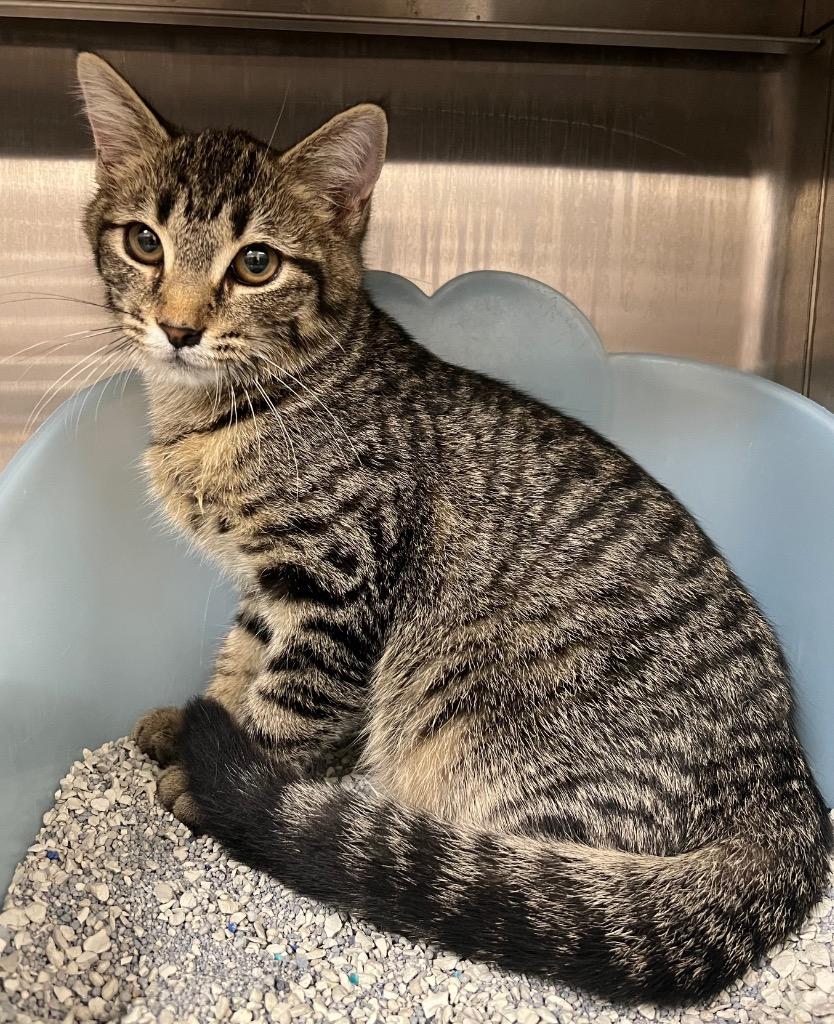 Cocoa, Adoptable, Kitten Female Domestic Short Hair.