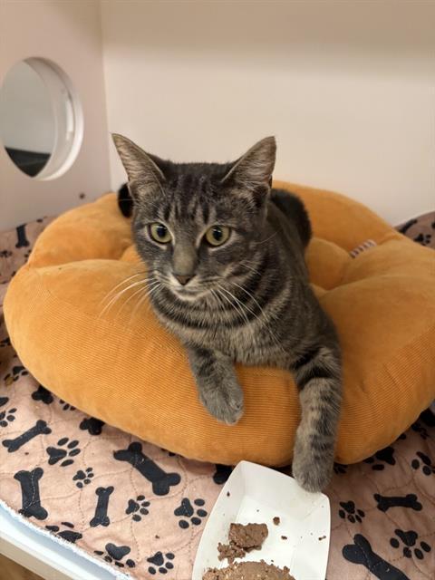 Enlarge LUCY BRONZE, a Adoptable Domestic Medium Hair in Sugar Land, TX image 1/1
