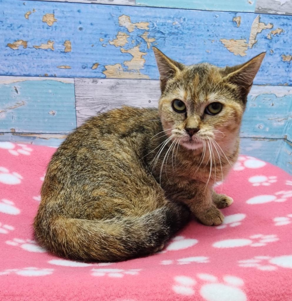 Fae, Adoptable, Young Female Domestic Short Hair.