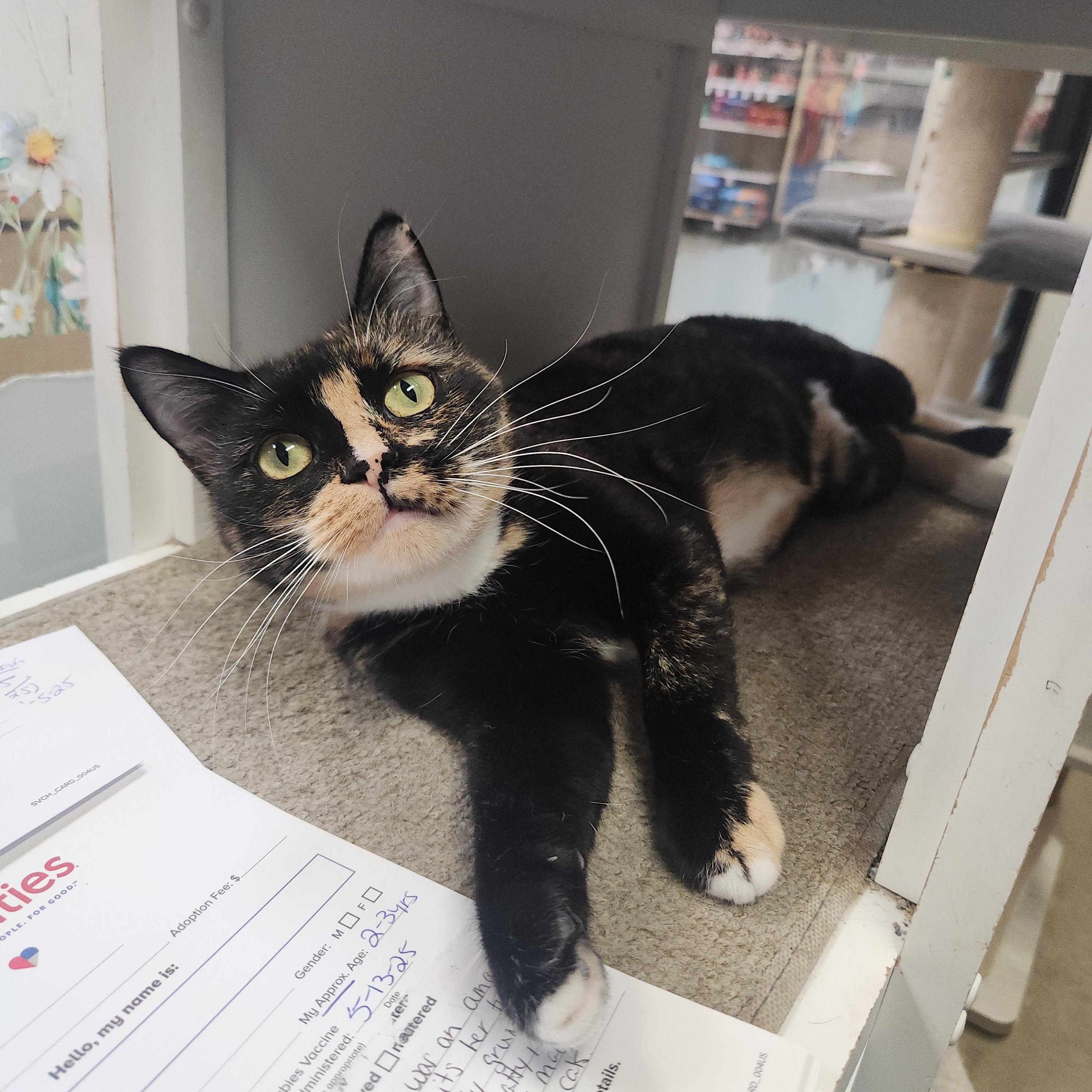 Scooter (female)