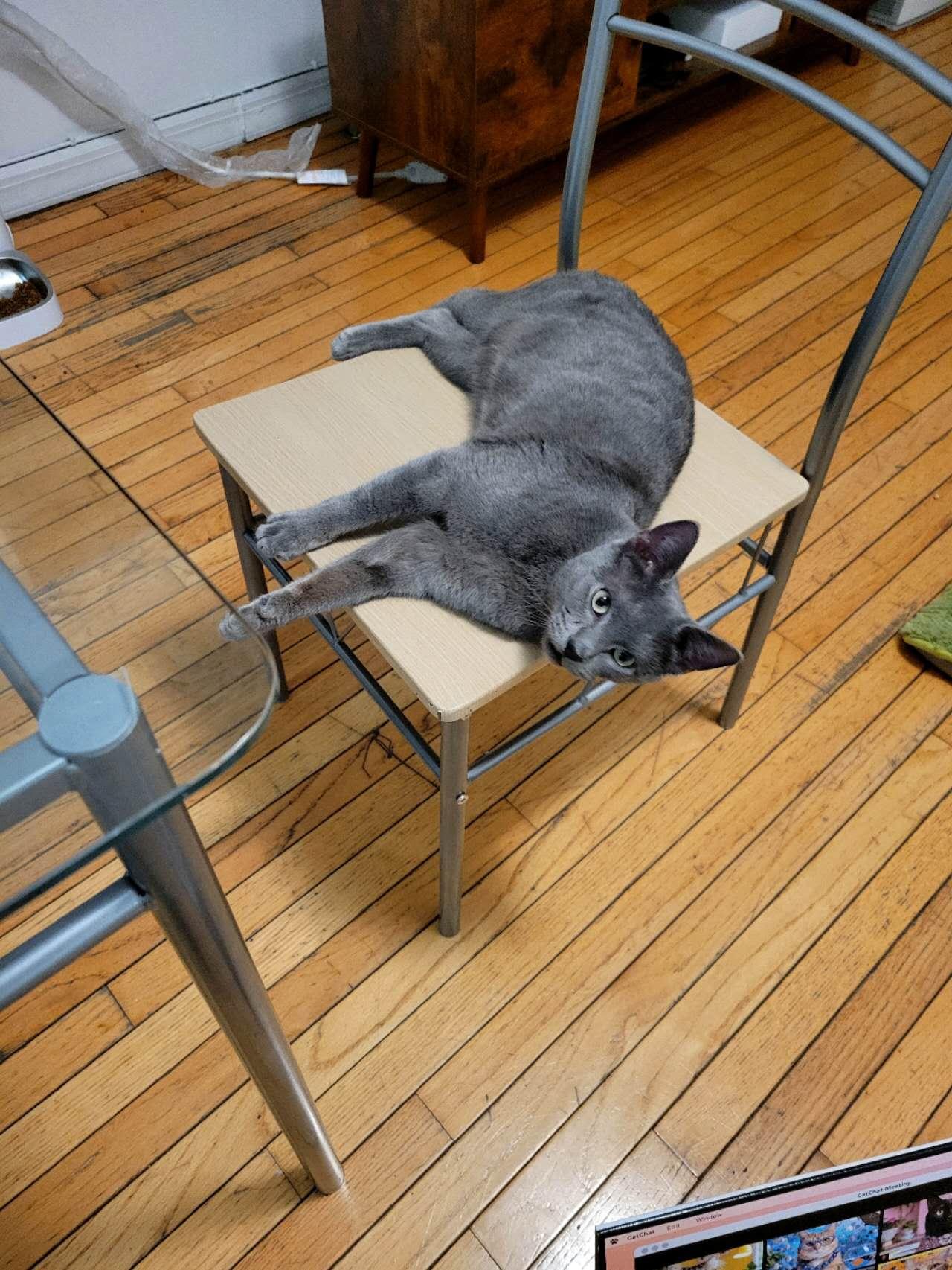 Gus, adopted, Young Male Russian Blue & Domestic Short Hair.
