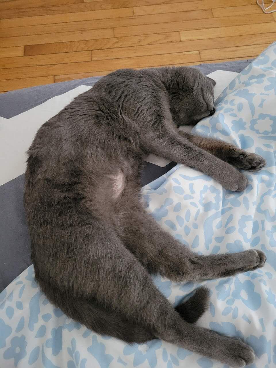 Enlarge Gus, an adopted mixed breed in Flushing, NY image 5/5