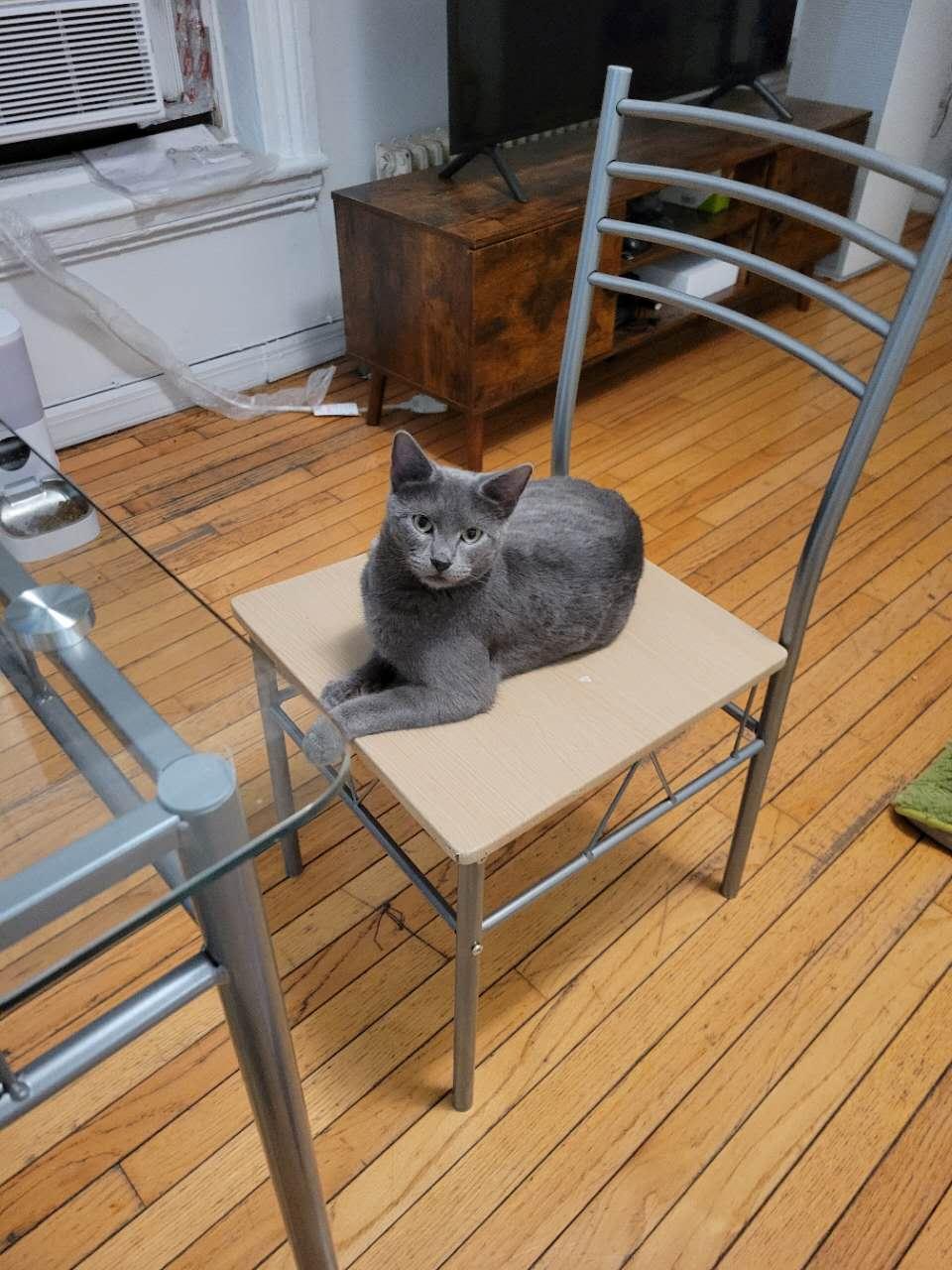 Enlarge Gus, an adopted mixed breed in Flushing, NY image 3/5