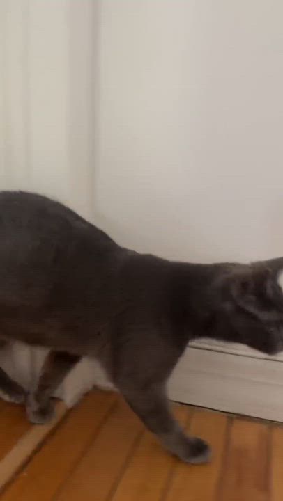 Enlarge Gus, an adopted mixed breed in Flushing, NY video 1/5