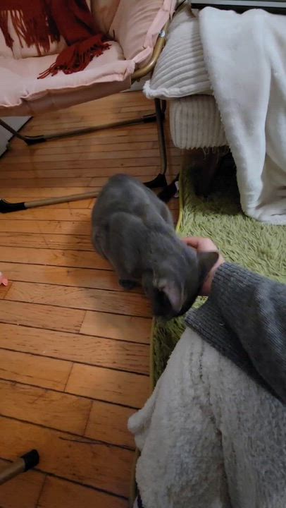 Enlarge Gus, an adopted mixed breed in Flushing, NY video 4/5