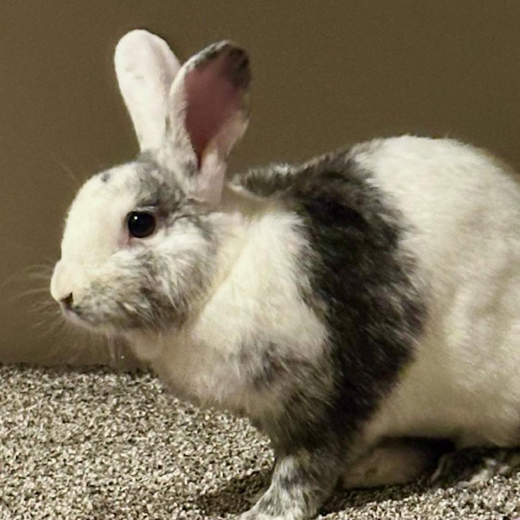 Enlarge Opie, a Adoptable Bunny Rabbit in Monticello, IL image 1/1