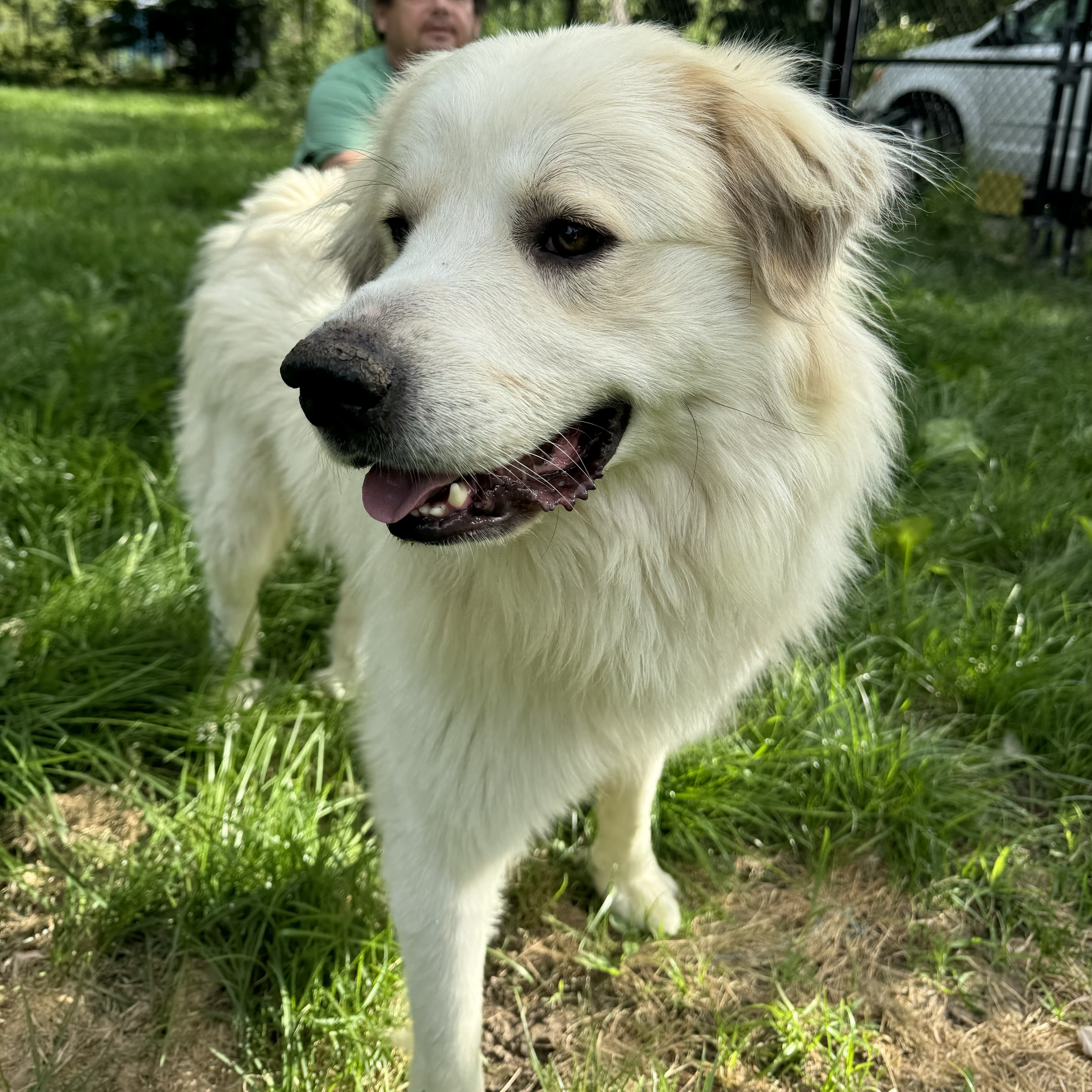 Lucas - Nice Boy - Foster Needed, a Adoptable Great Pyrenees in Indianapolis, IN image 1/6