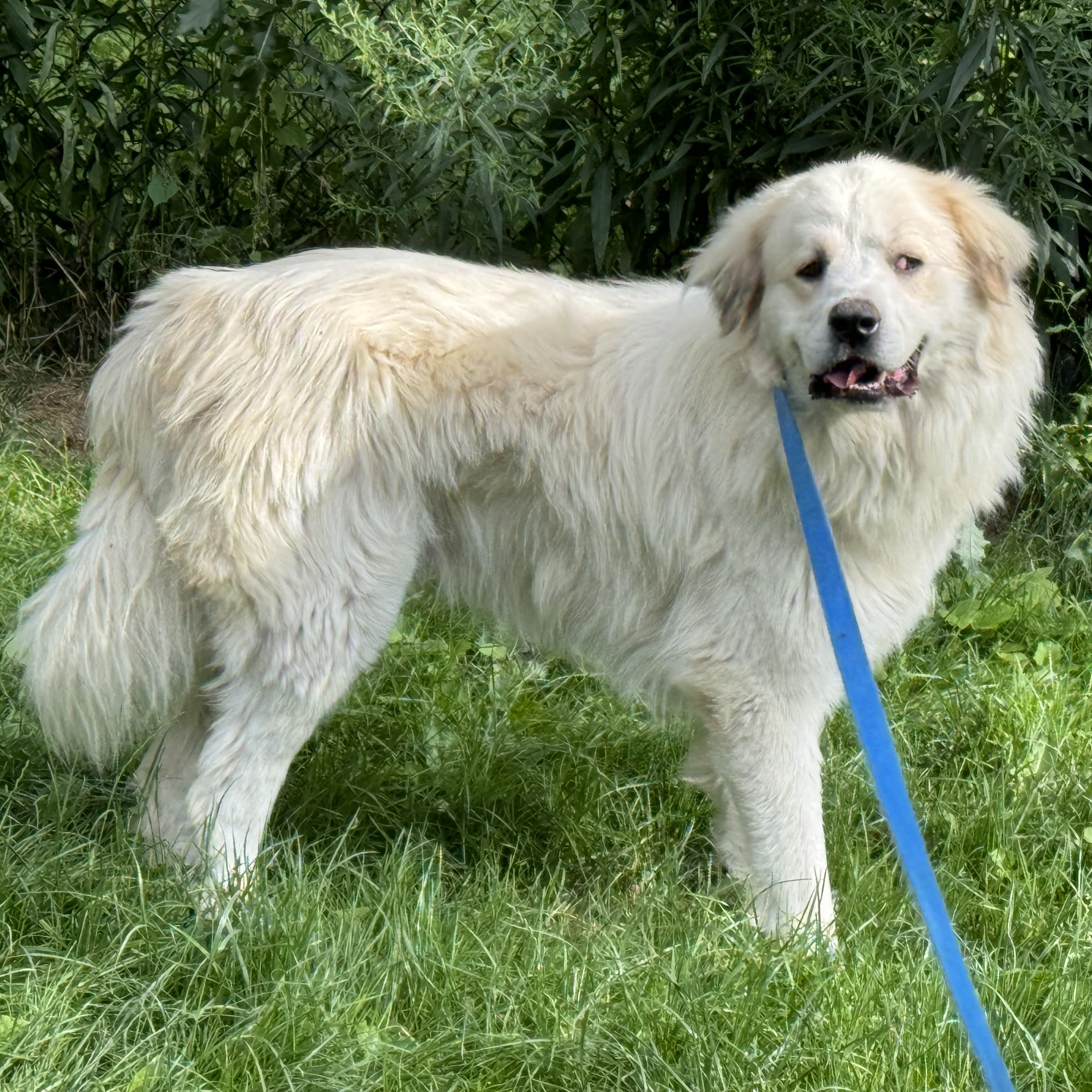 Lucas - Nice Boy - Foster Needed, a Adoptable Great Pyrenees in Indianapolis, IN image 2/6