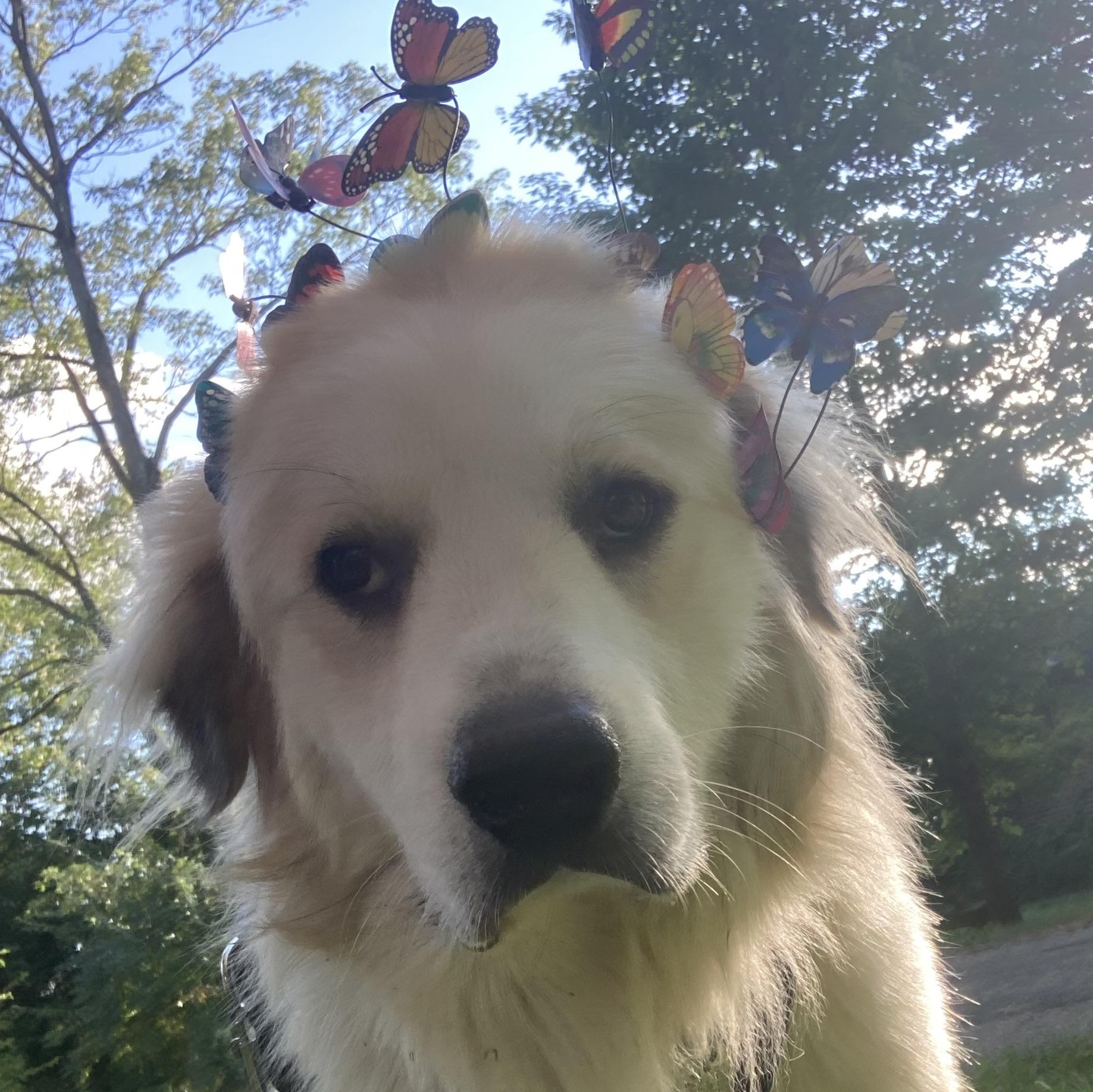 Lucas - Nice Boy - Foster Needed, a Adoptable Great Pyrenees in Indianapolis, IN image 3/6