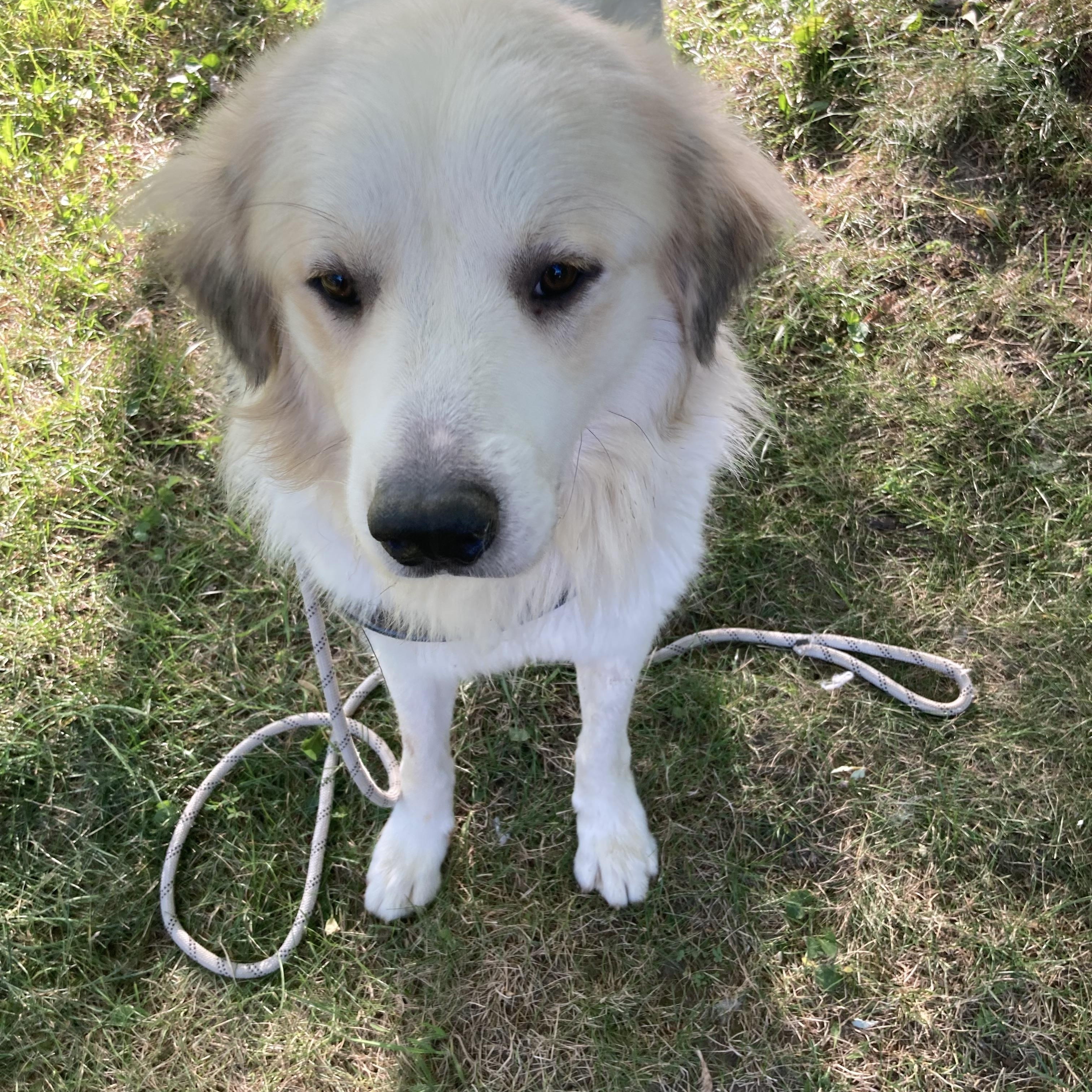 Lucas - Nice Boy - Foster Needed, a Adoptable Great Pyrenees in Indianapolis, IN image 4/6