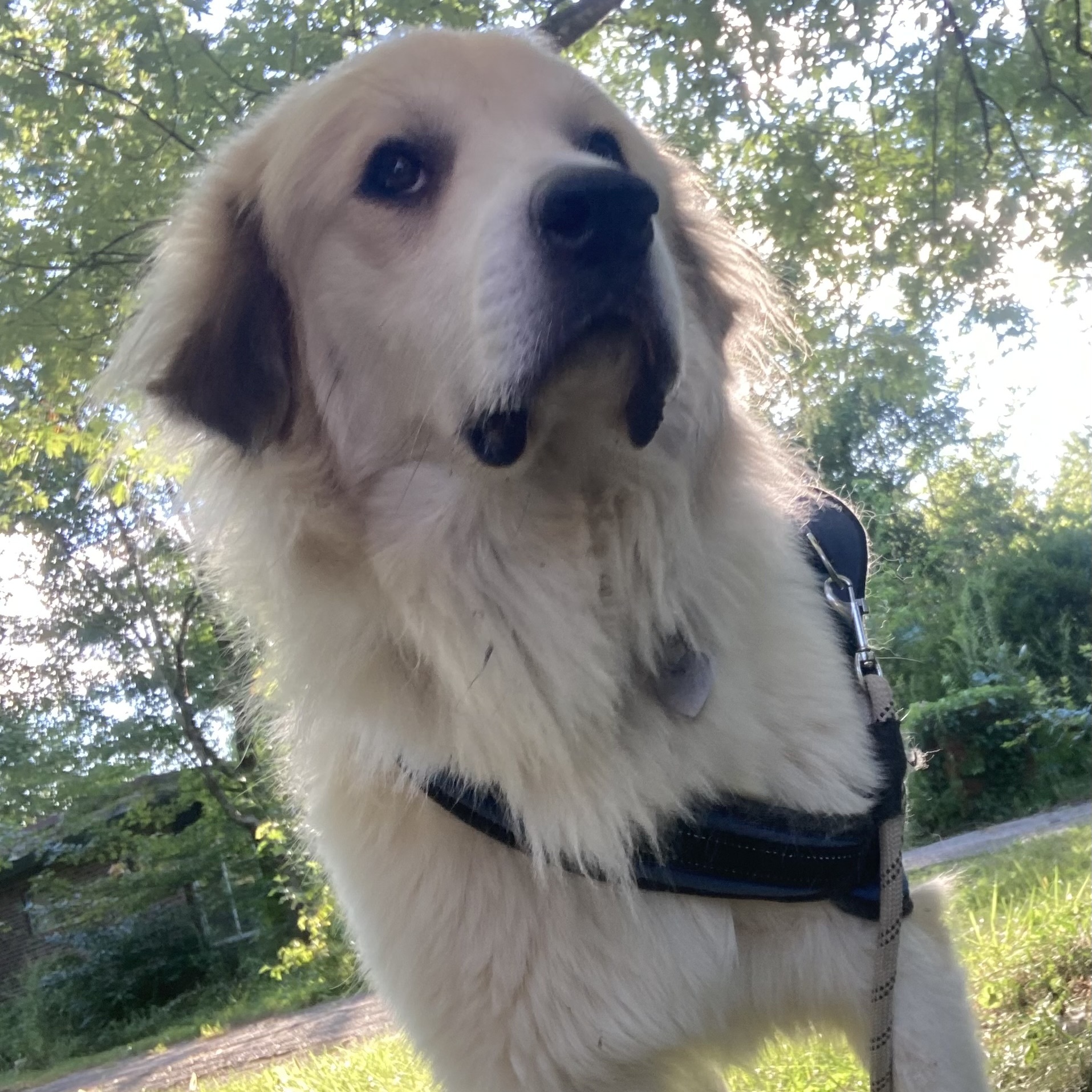 Lucas - Nice Boy - Foster Needed, a Adoptable Great Pyrenees in Indianapolis, IN image 5/6