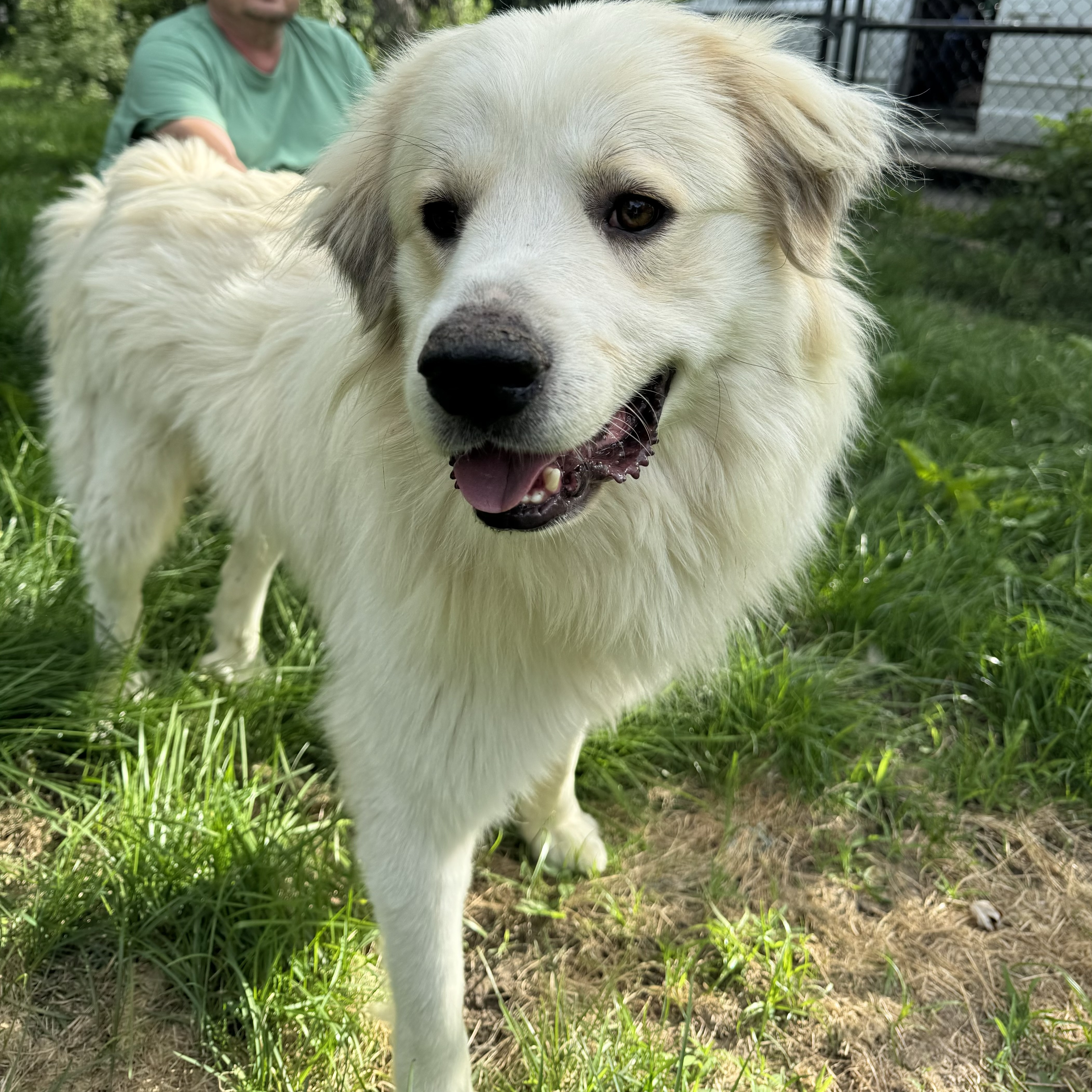 Lucas - Nice Boy - Foster Needed, a Adoptable Great Pyrenees in Indianapolis, IN image 6/6