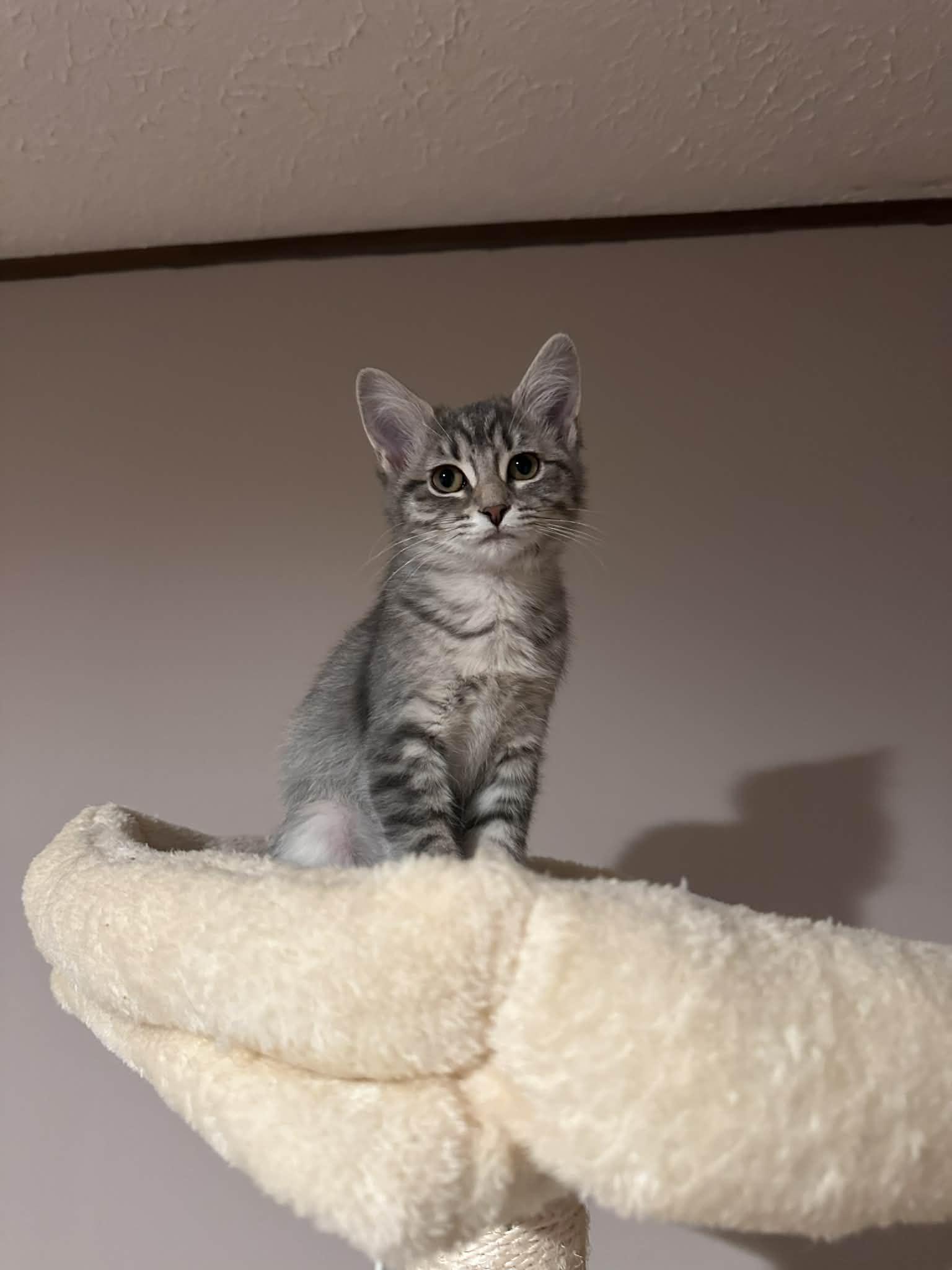 Enlarge Bunny, a Adoptable Domestic Short Hair in Campbellsville, KY image 3/4