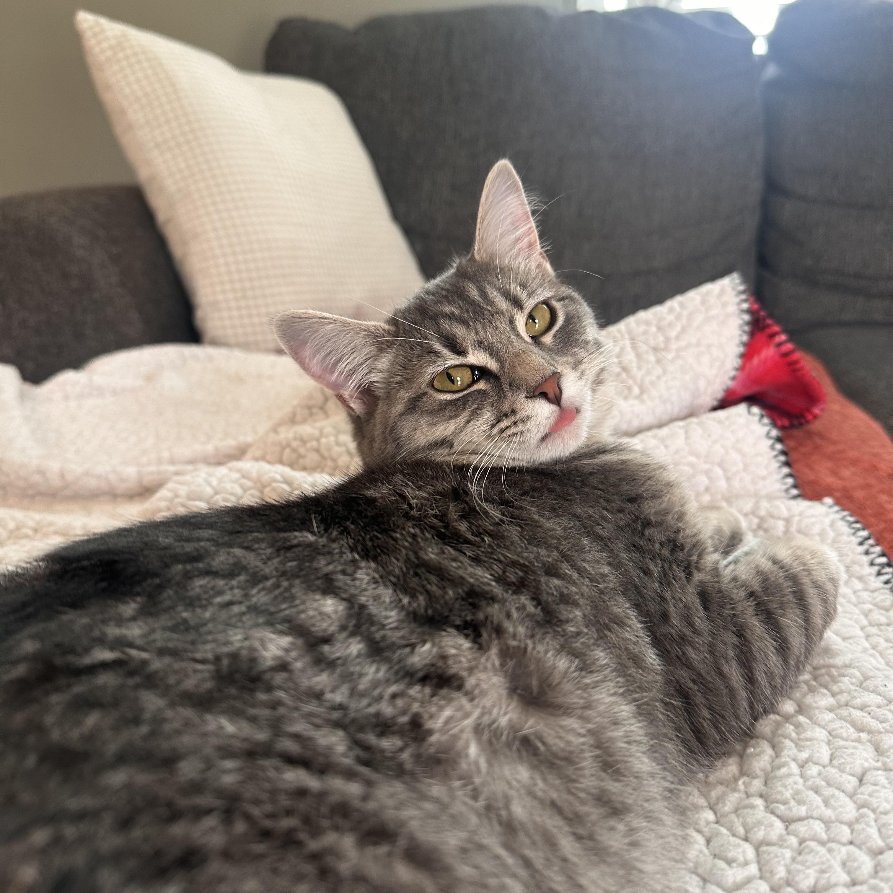 Bunny, Adopted, Kitten Female Domestic Short Hair.