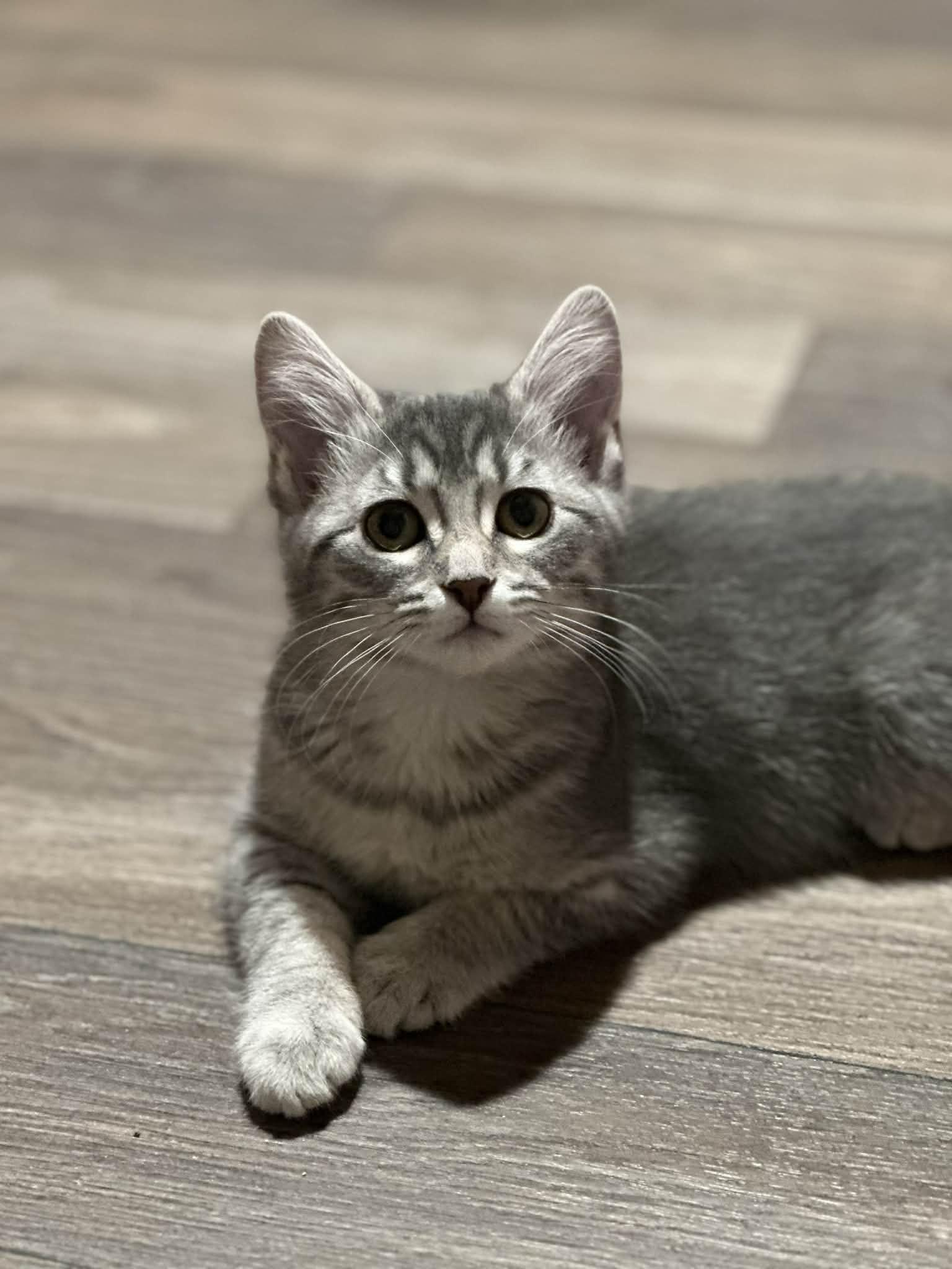 Enlarge Bunny, a Adoptable Domestic Short Hair in Campbellsville, KY image 2/4