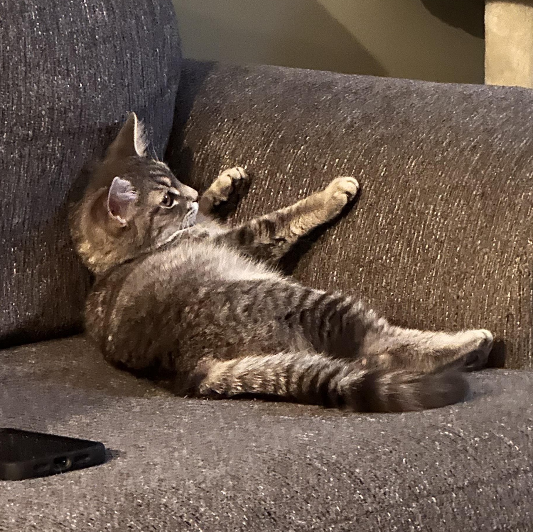 Bunny, a Adoptable Domestic Short Hair in Campbellsville, KY image 6/6