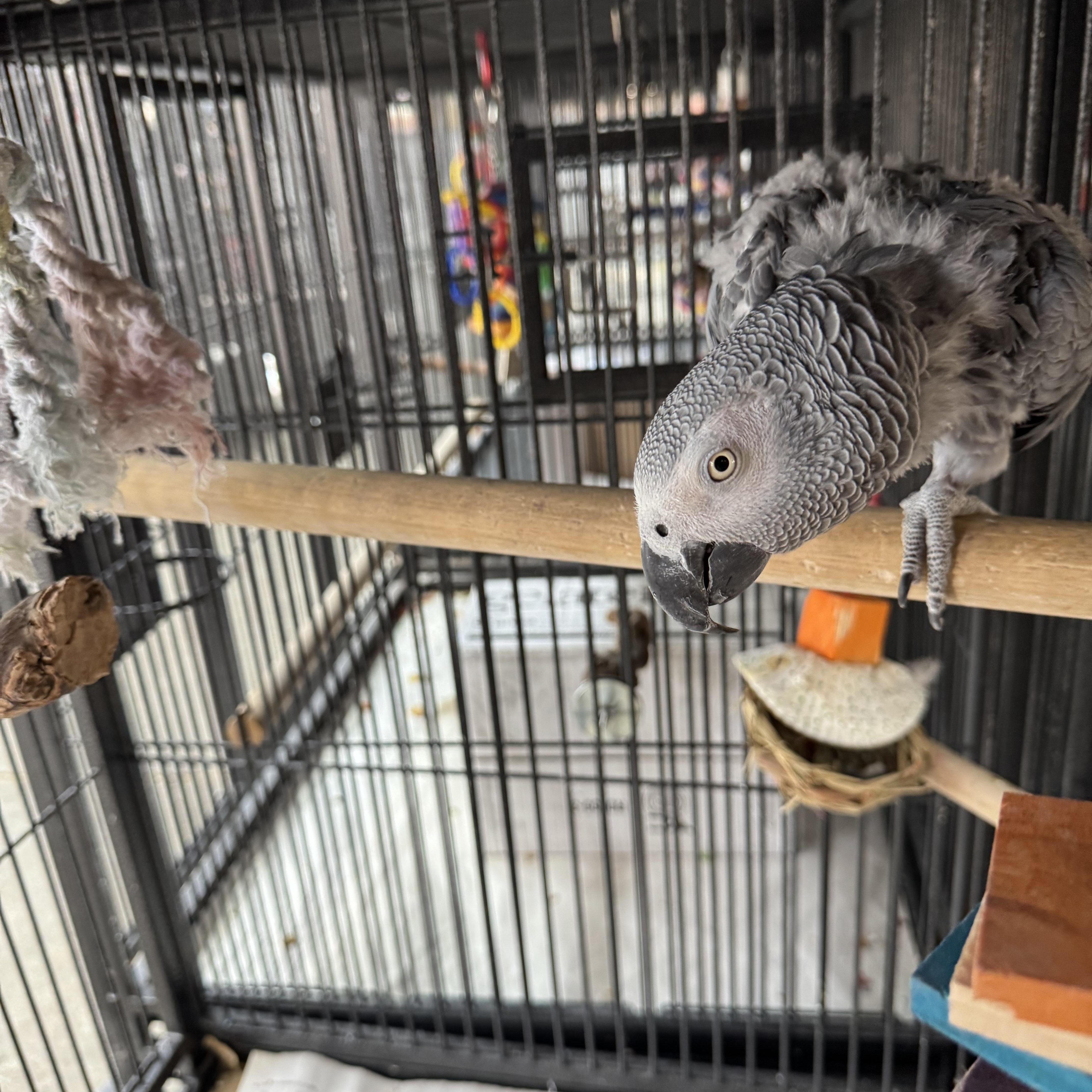 Sammy, a Adoptable African Grey in Bend, OR image 1/4