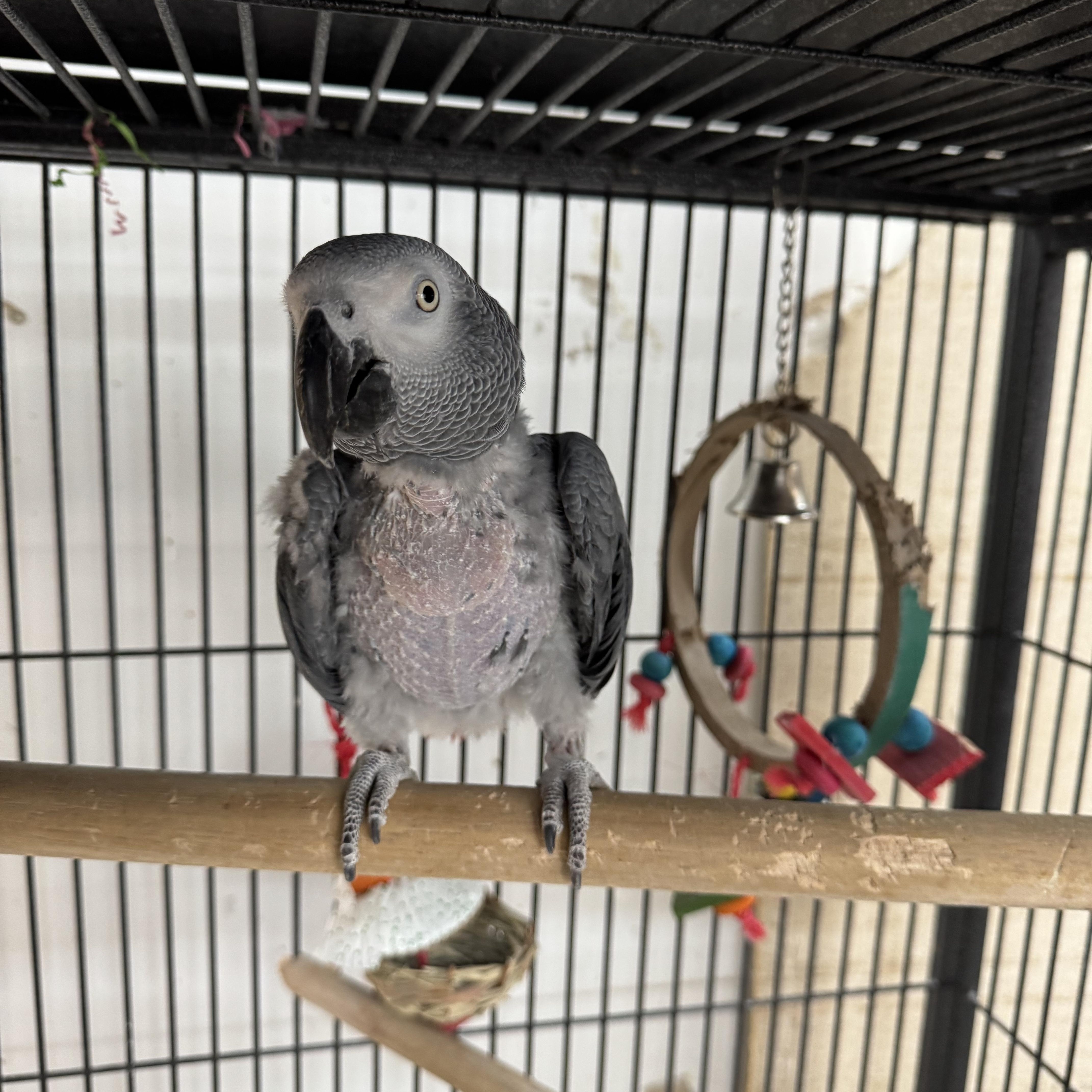 Sammy, a Adoptable African Grey in Bend, OR image 2/4